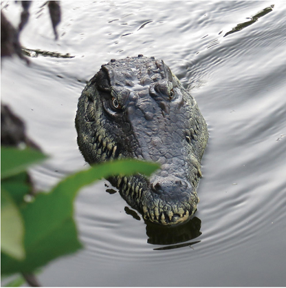 Crocodile Head Remote Control Boat