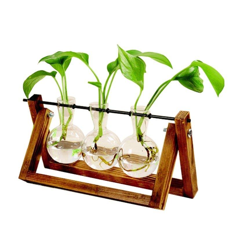 Hydroponic Terrarium